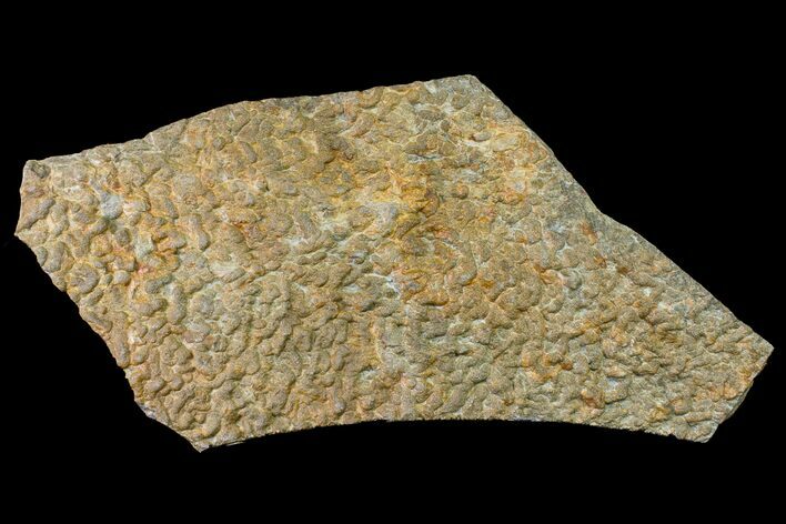 Pennsylvanian, Fossil Microbial Mat - Oklahoma #155981
